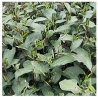 Agriculture 15 01739 i017 Agriculture 15 01739 i017