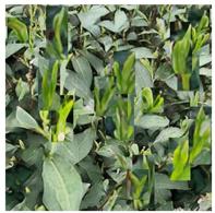 Agriculture 15 01739 i018 Agriculture 15 01739 i018