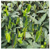 Agriculture 15 01739 i019 Agriculture 15 01739 i019