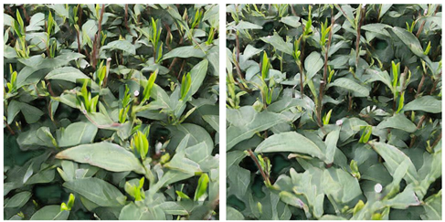 Agriculture 15 01739 i020 Agriculture 15 01739 i020