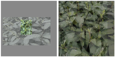 Agriculture 15 01739 i021 Agriculture 15 01739 i021