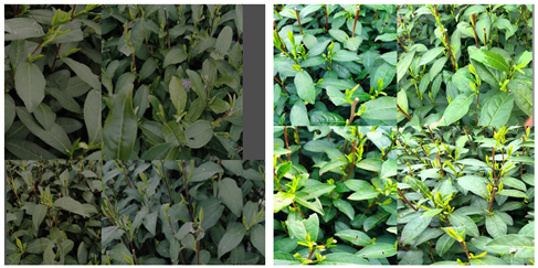 Agriculture 15 01739 i022 Agriculture 15 01739 i022