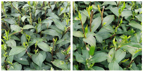 Agriculture 15 01739 i023 Agriculture 15 01739 i023