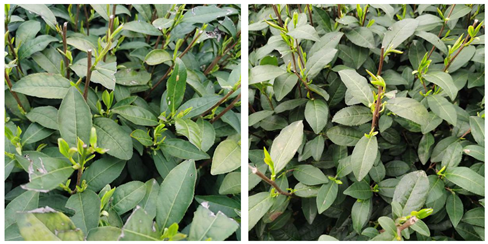 Agriculture 15 01739 i024 Agriculture 15 01739 i024