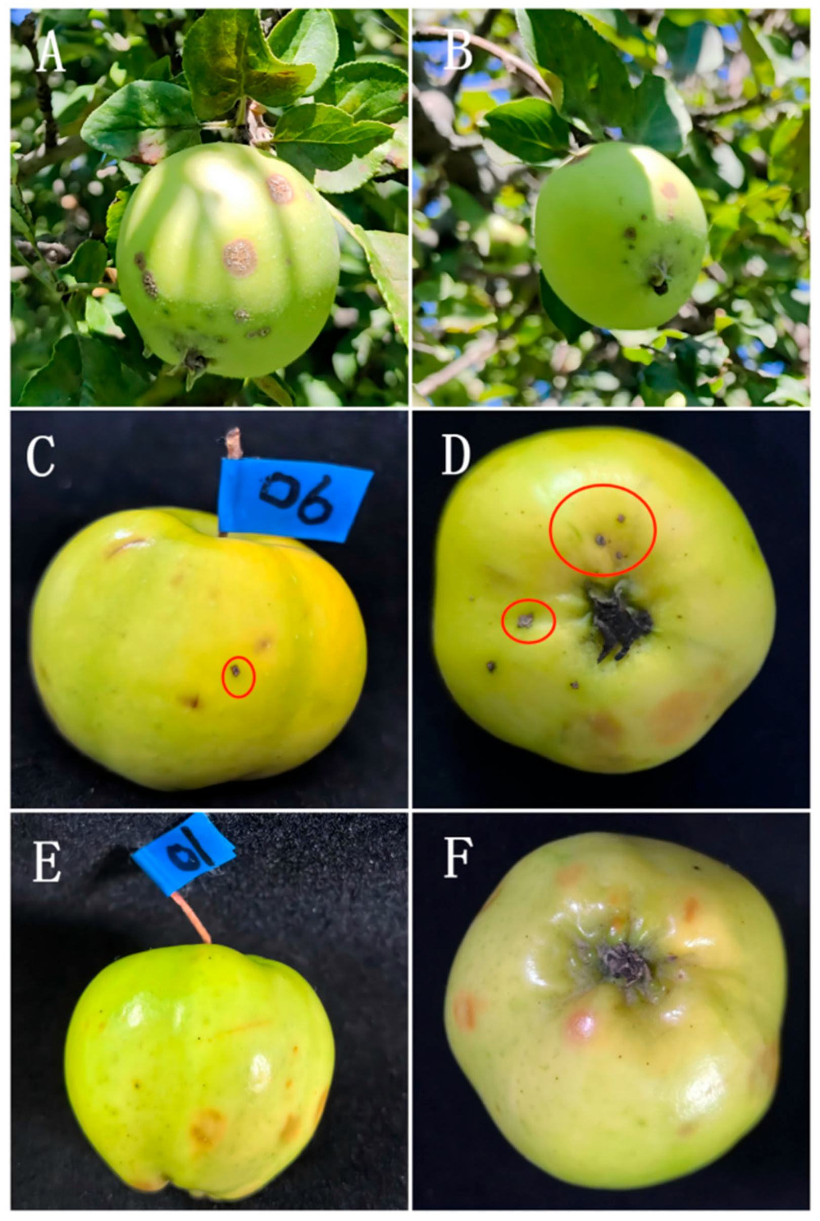 Agriculture 15 02199 g001 Agriculture 15 02199 g001