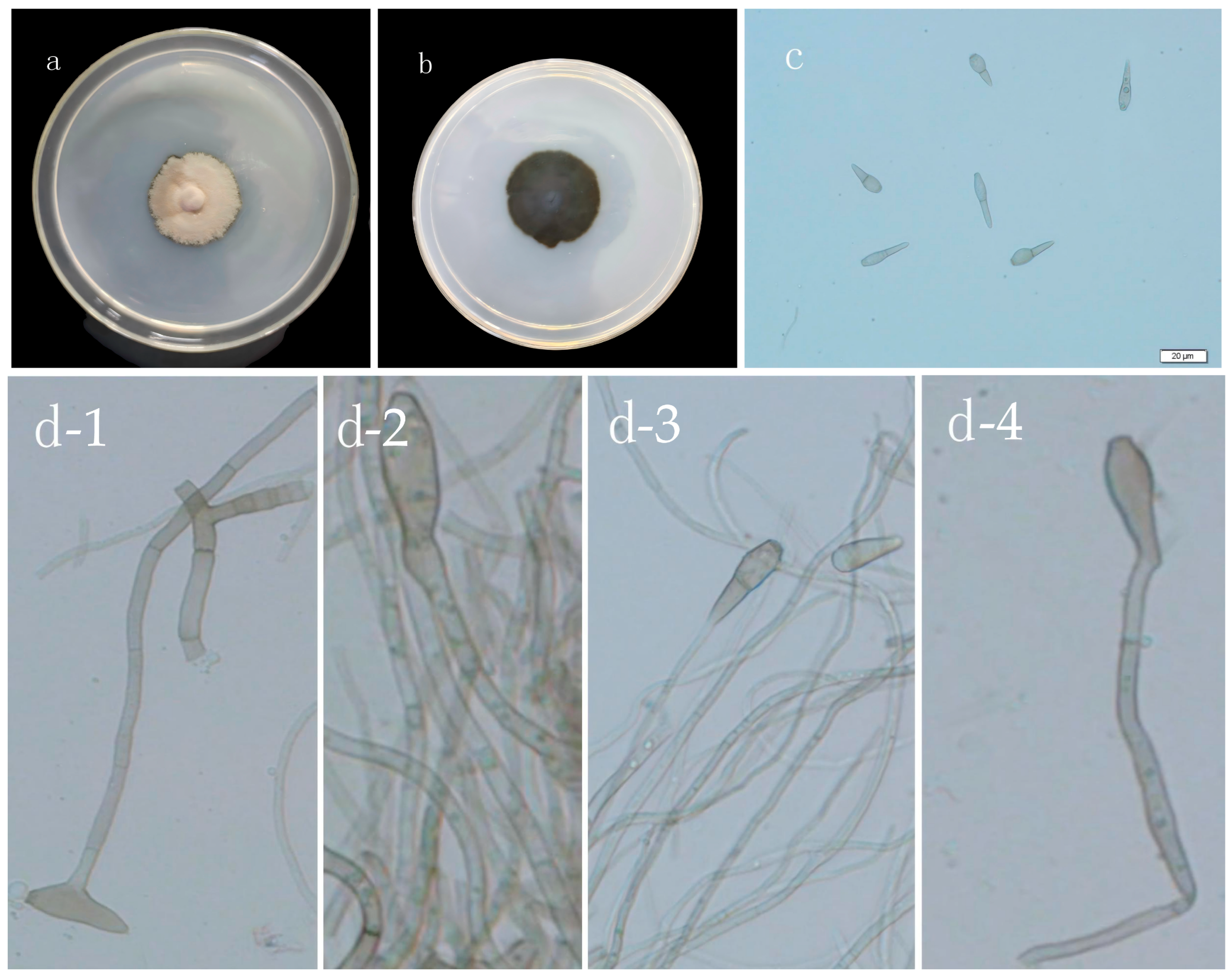 Agriculture 15 02199 g002 Agriculture 15 02199 g002