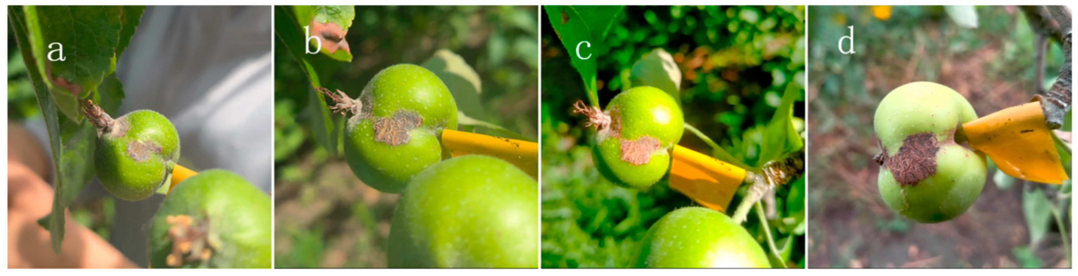 Agriculture 15 02199 g005 Agriculture 15 02199 g005