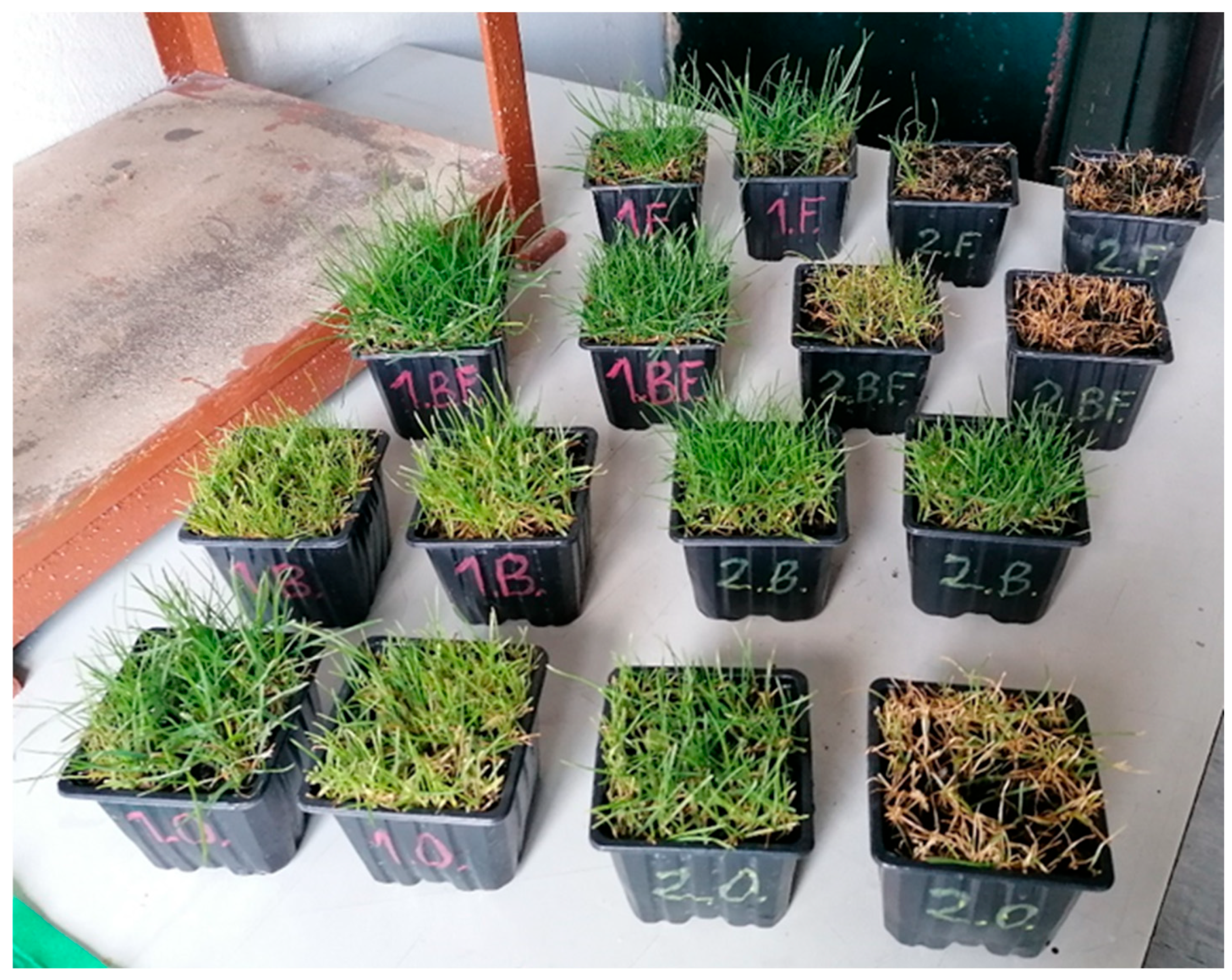 Agriculture 15 02206 g005