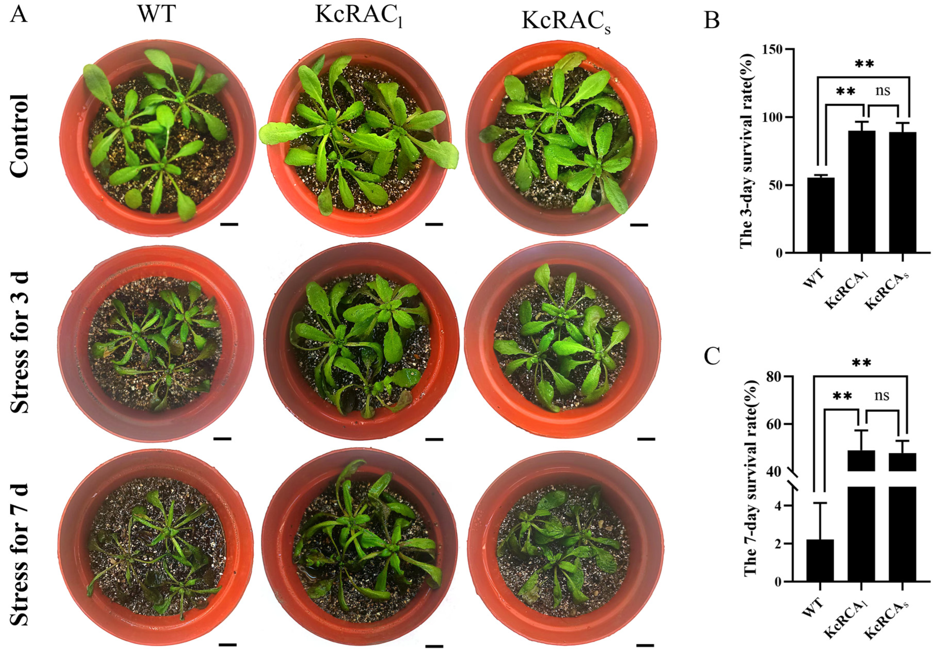 Agriculture 15 02209 g005