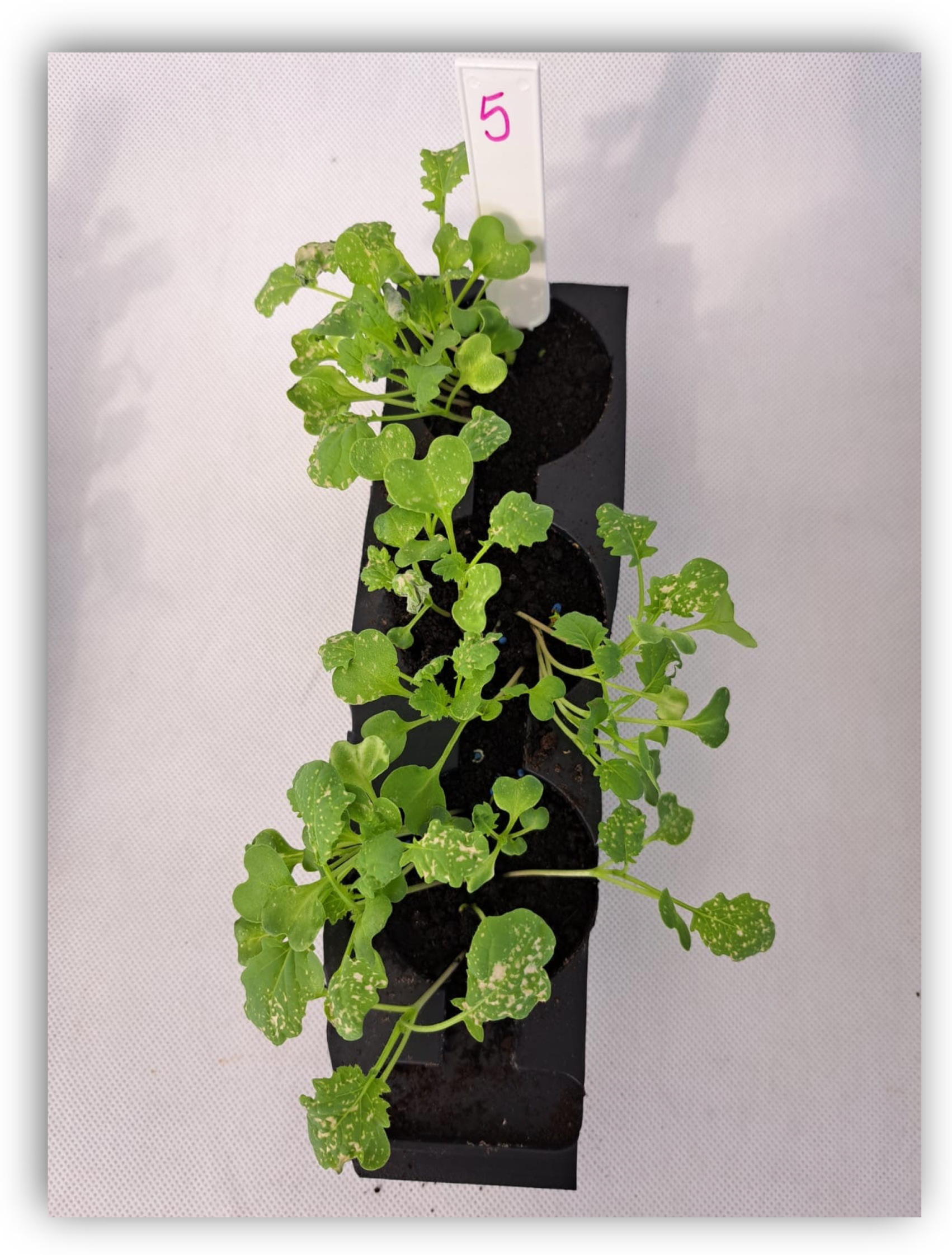 Agriculture 15 02214 g004