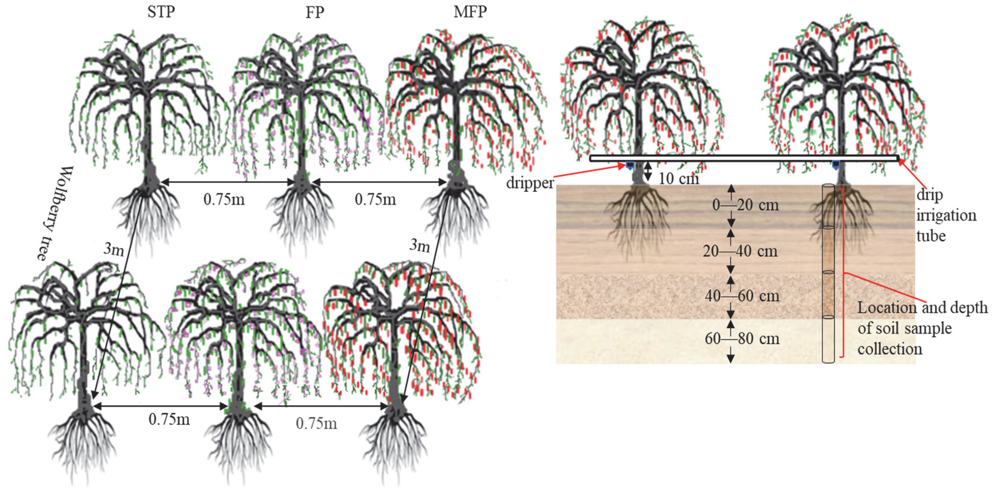 Agriculture 15 02237 g003