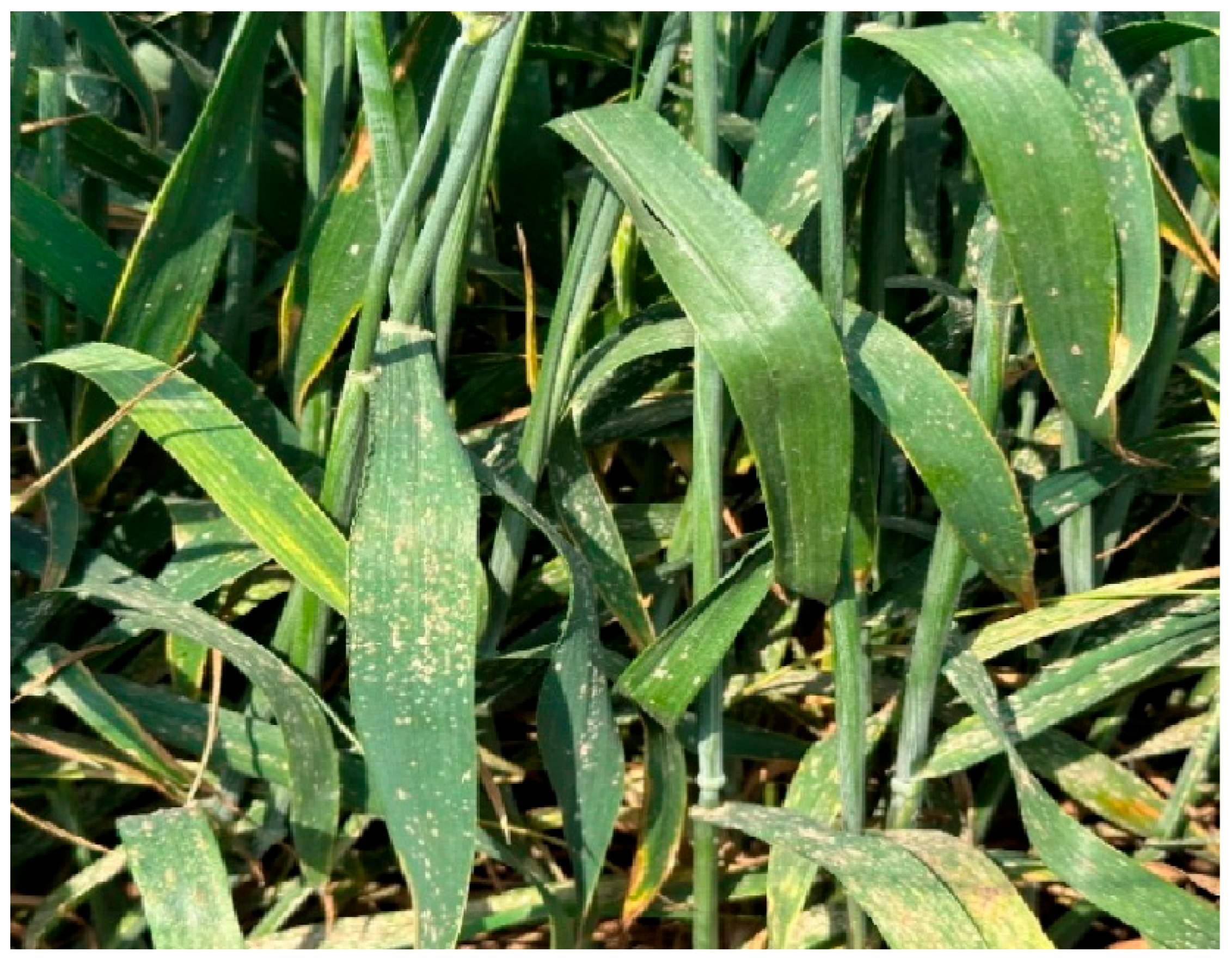 Agriculture 15 02268 g003 Agriculture 15 02268 g003