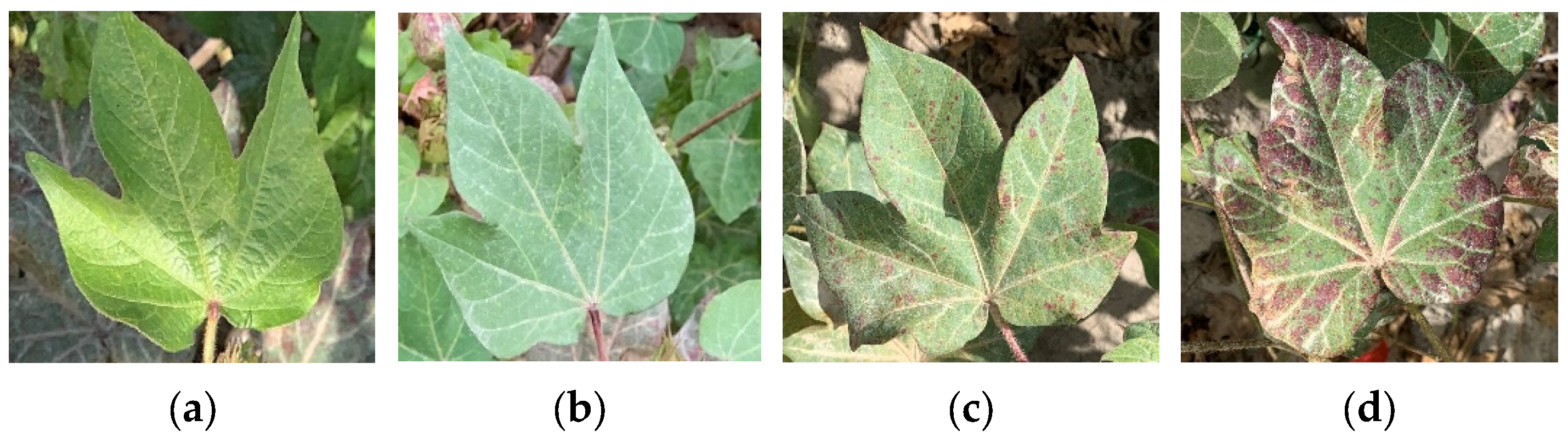 Agriculture 15 02277 g002