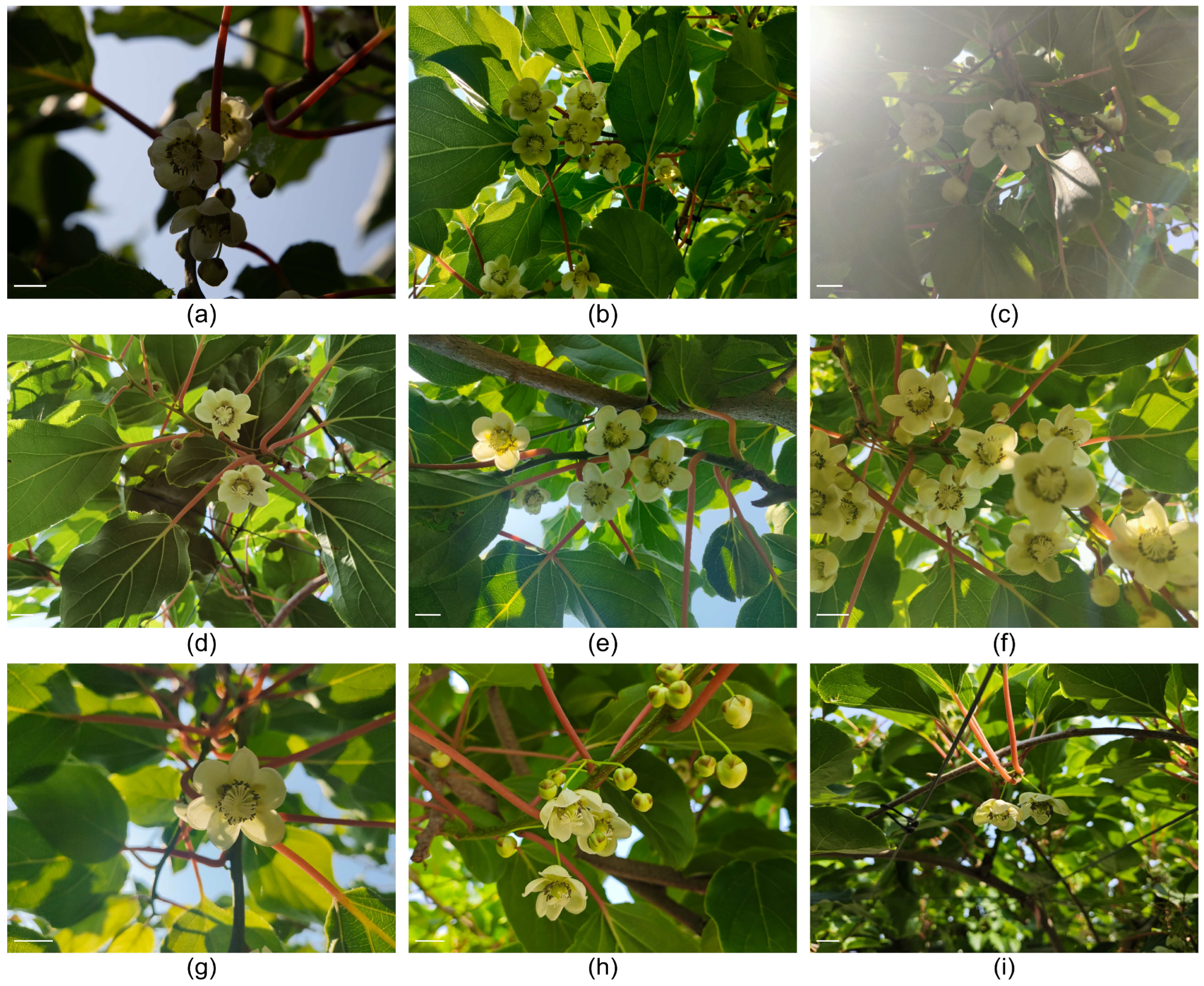 Agriculture 15 02290 g002