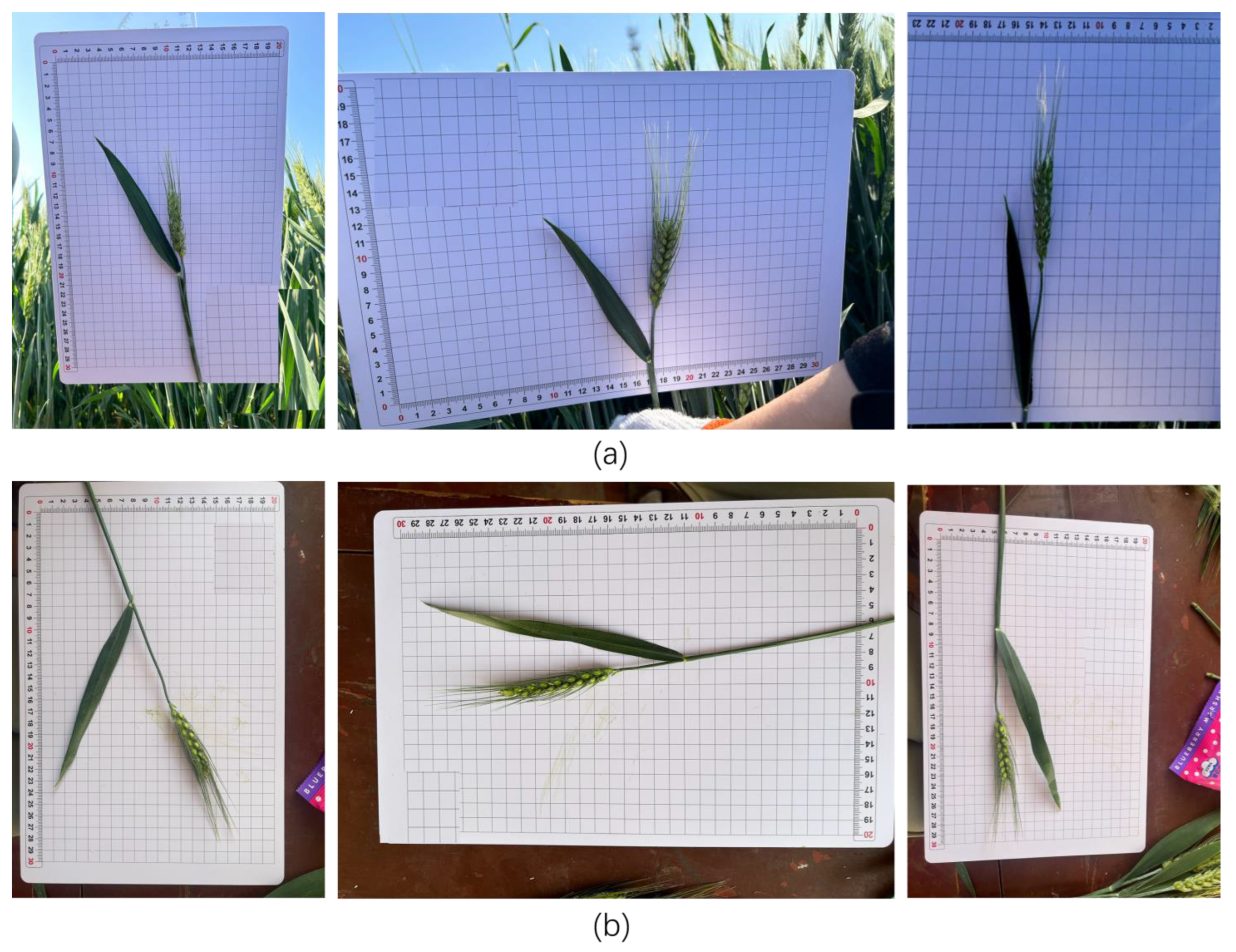 Agriculture 15 02295 g002