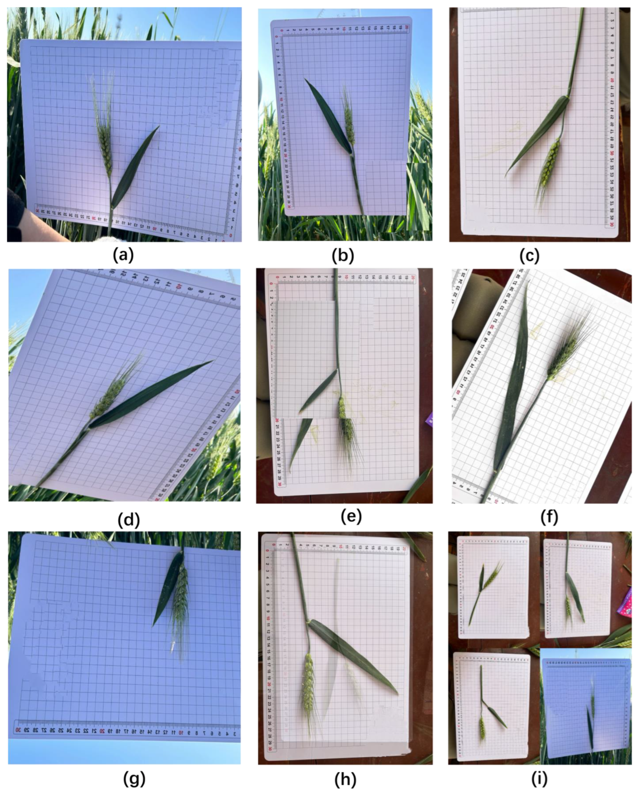 Agriculture 15 02295 g003