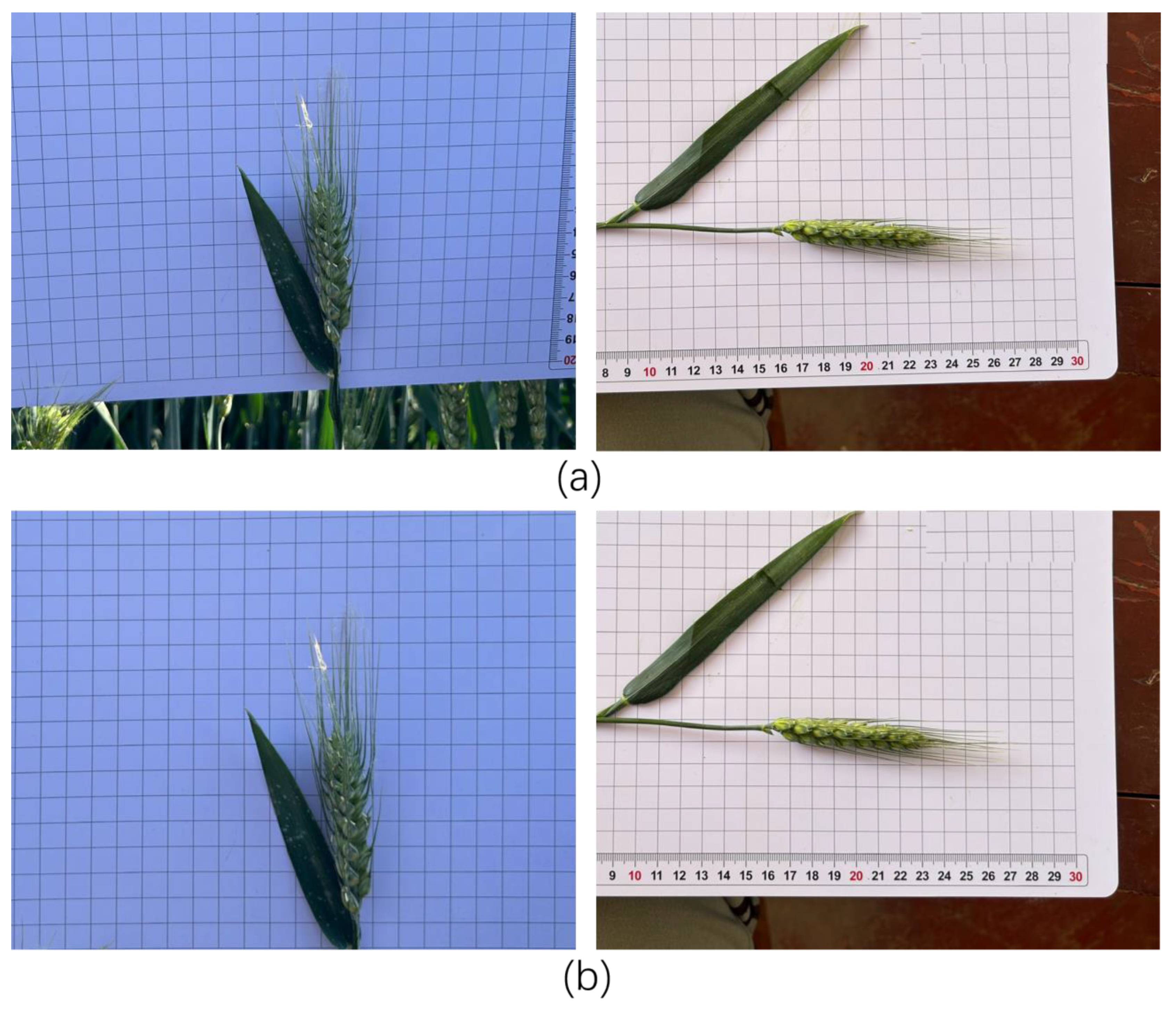 Agriculture 15 02295 g012