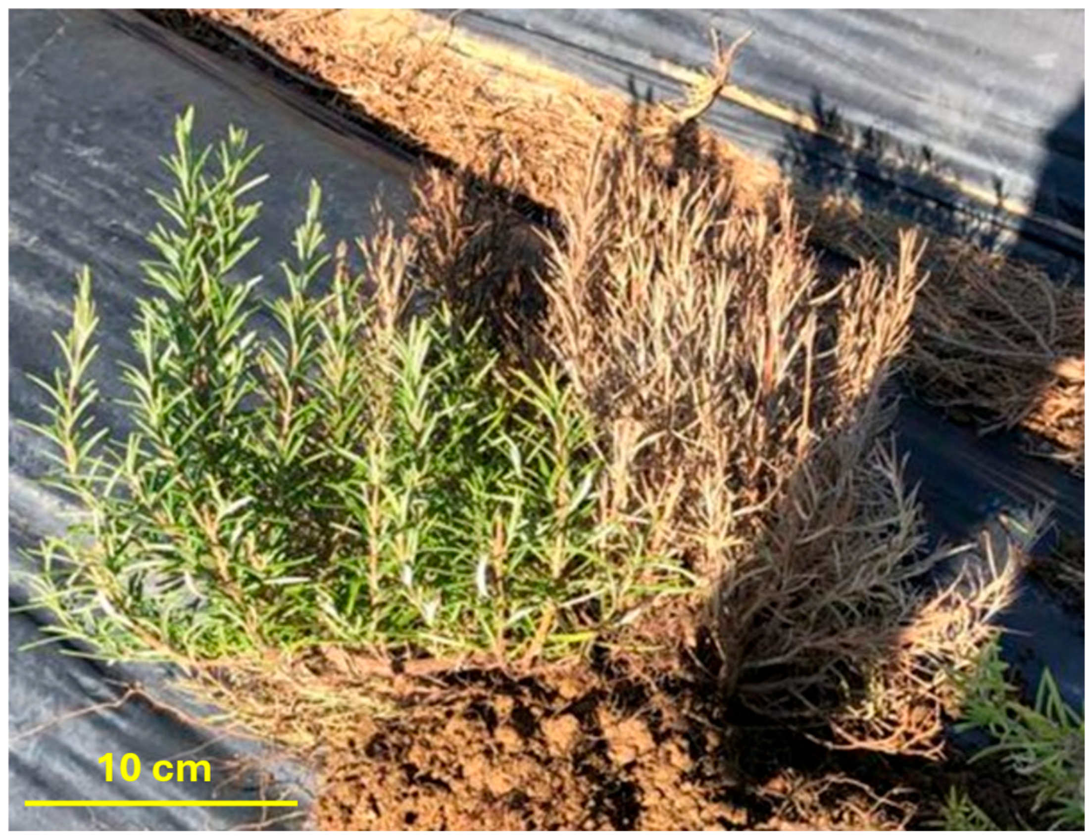 Agriculture 15 02309 g001 Agriculture 15 02309 g001