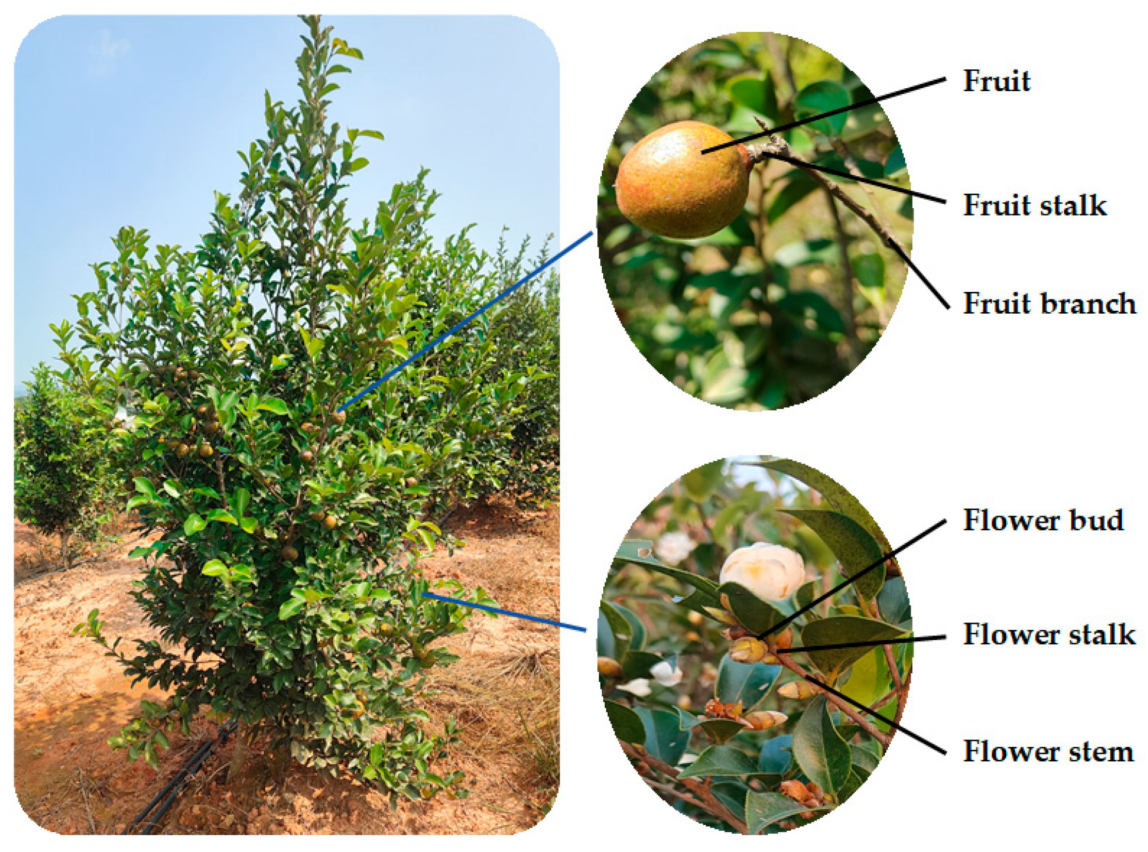 Agriculture 15 02585 g001