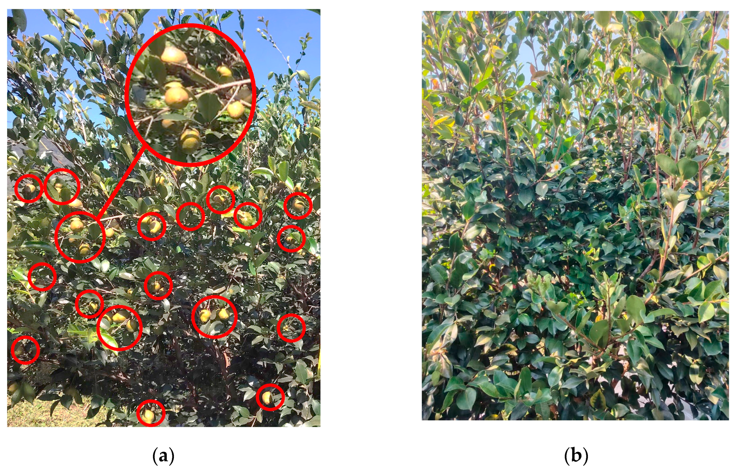 Agriculture 15 02585 g018