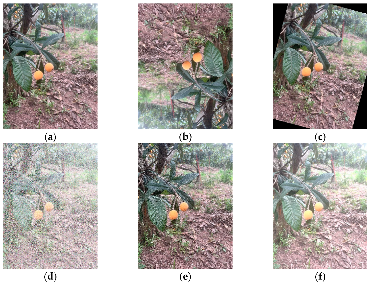 Agriculture 16 00262 g002