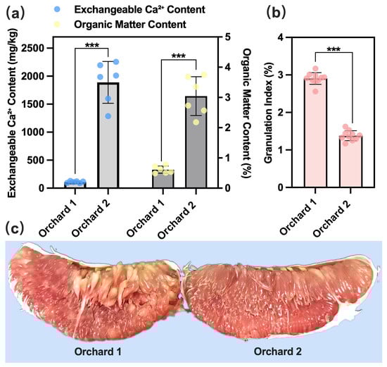 The influence of soil properties on the granulation of pomelo juice. (a) Organic matter and exchangeable calcium content in orchard soil, orchard 1 is located in Wuhua County, and orchard 2 is in Meixian District; (b) Granulation index of pomelo juice; (c) The pulp of pomelos from different orchards. “***” indicates an extremely significant difference (p < 0.001). Bars represent the mean ± SD. Individual points show biological replicates.