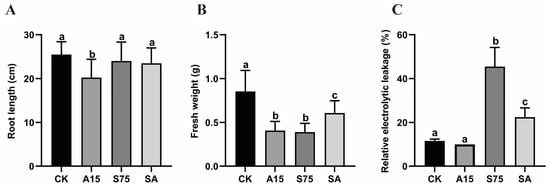 Morphological and physiological indices of alfalfa plants under A15, S75, or SA stress treatments. Different lowercase letters indicate significant differences among treatments (p < 0.05). (A) Root lengths of alfalfa under A15, S75, or SA stress treatments; (B) fresh weights of alfalfa under A15, S75, or SA stress treatments; (C) relative electrolytic leakage of alfalfa under A15, S75, or SA stress treatments.