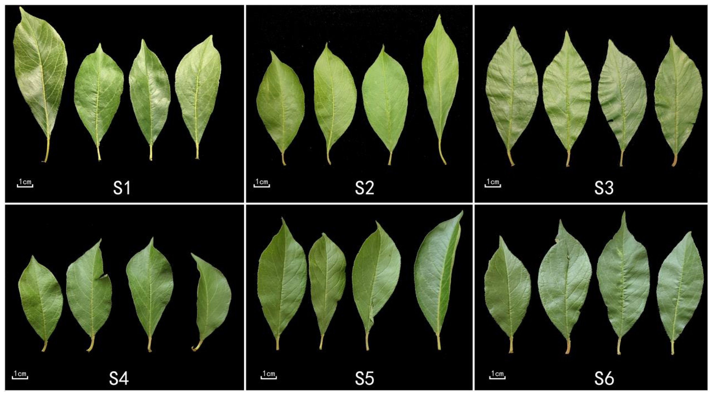 Agriculture 16 00343 g001