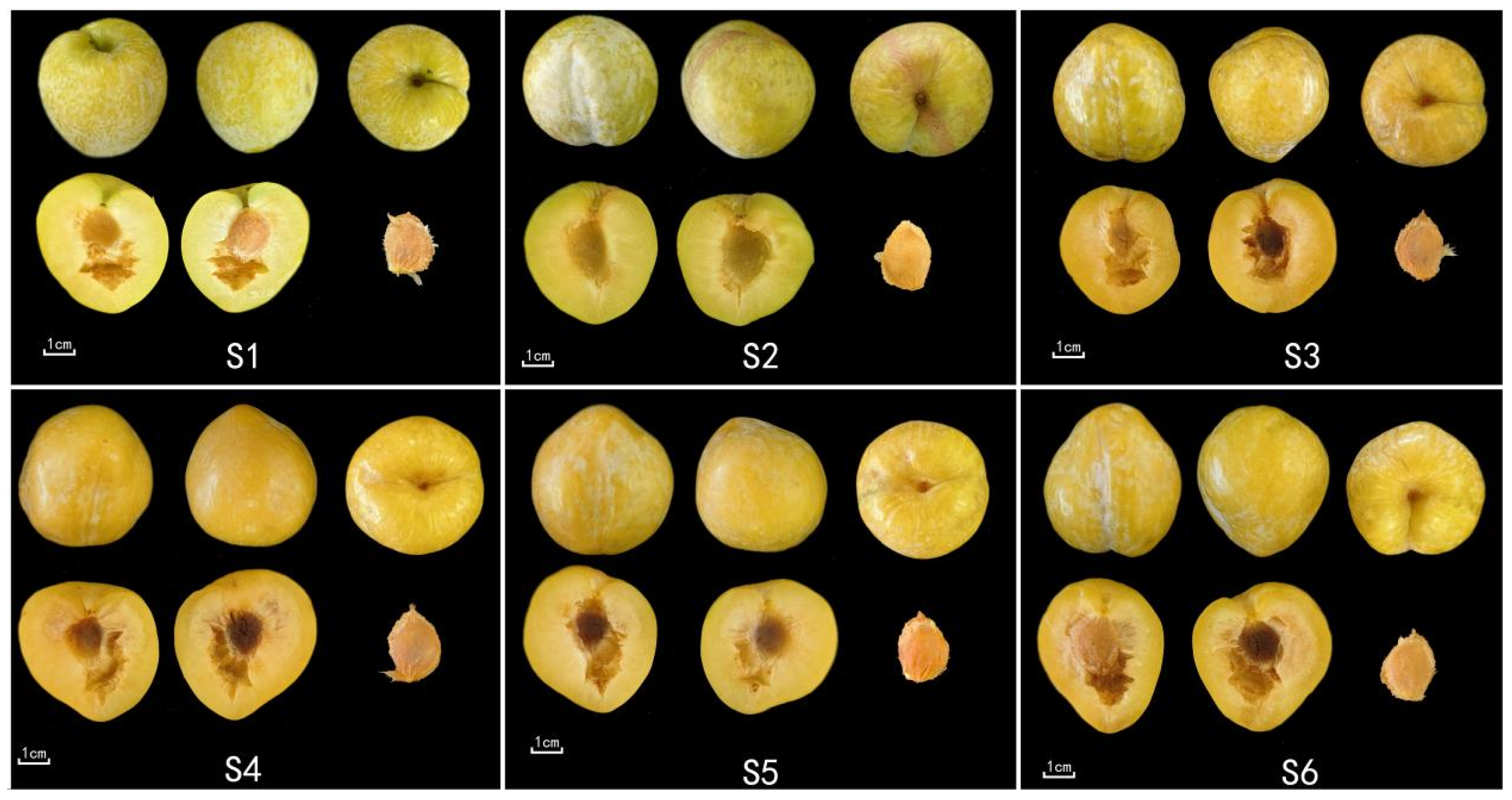 Agriculture 16 00343 g003