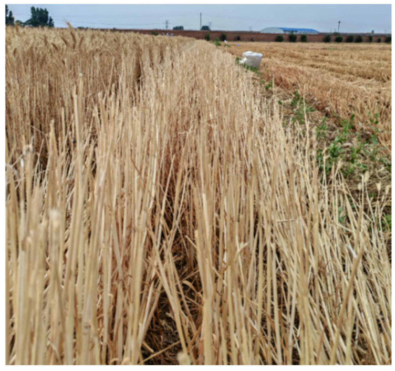 Agriculture 16 00347 g025 Agriculture 16 00347 g025