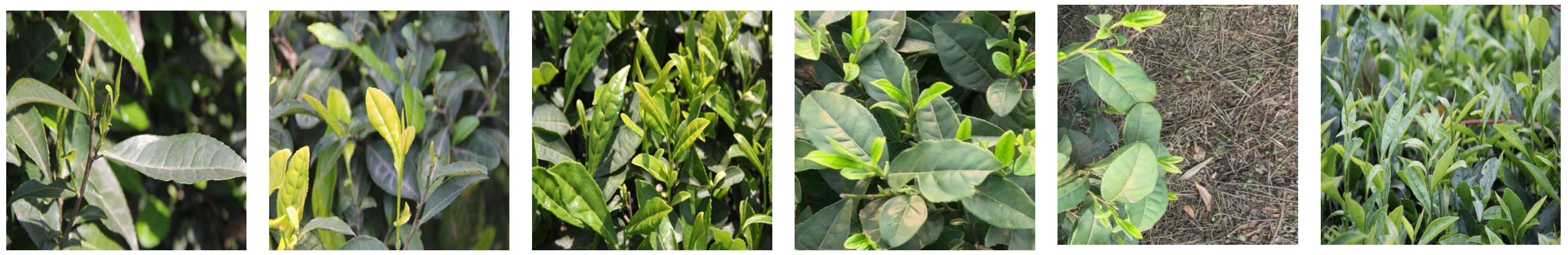 Agriculture 16 00353 g001 Agriculture 16 00353 g001