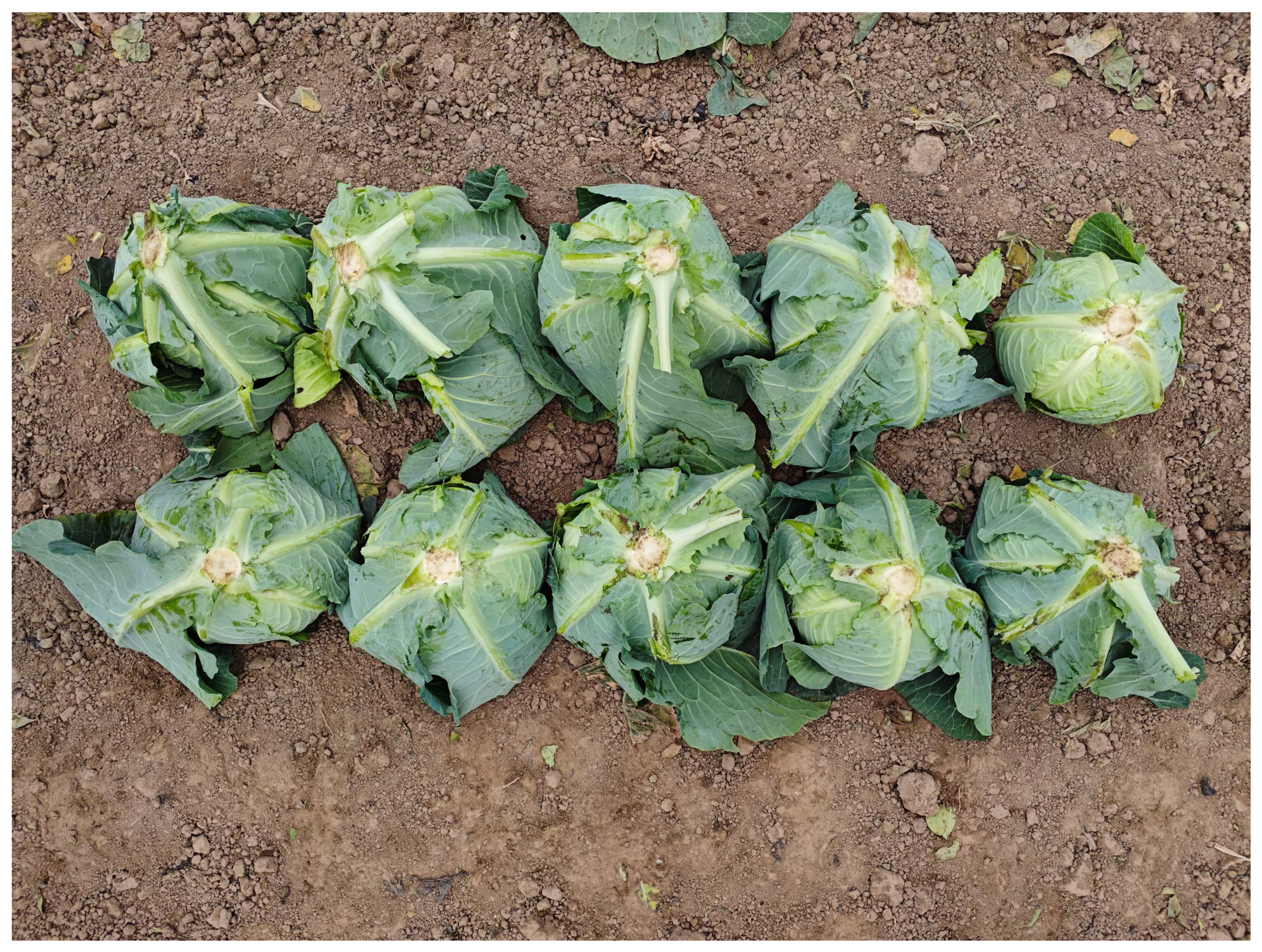 Agriculture 16 00941 g021 Agriculture 16 00941 g021