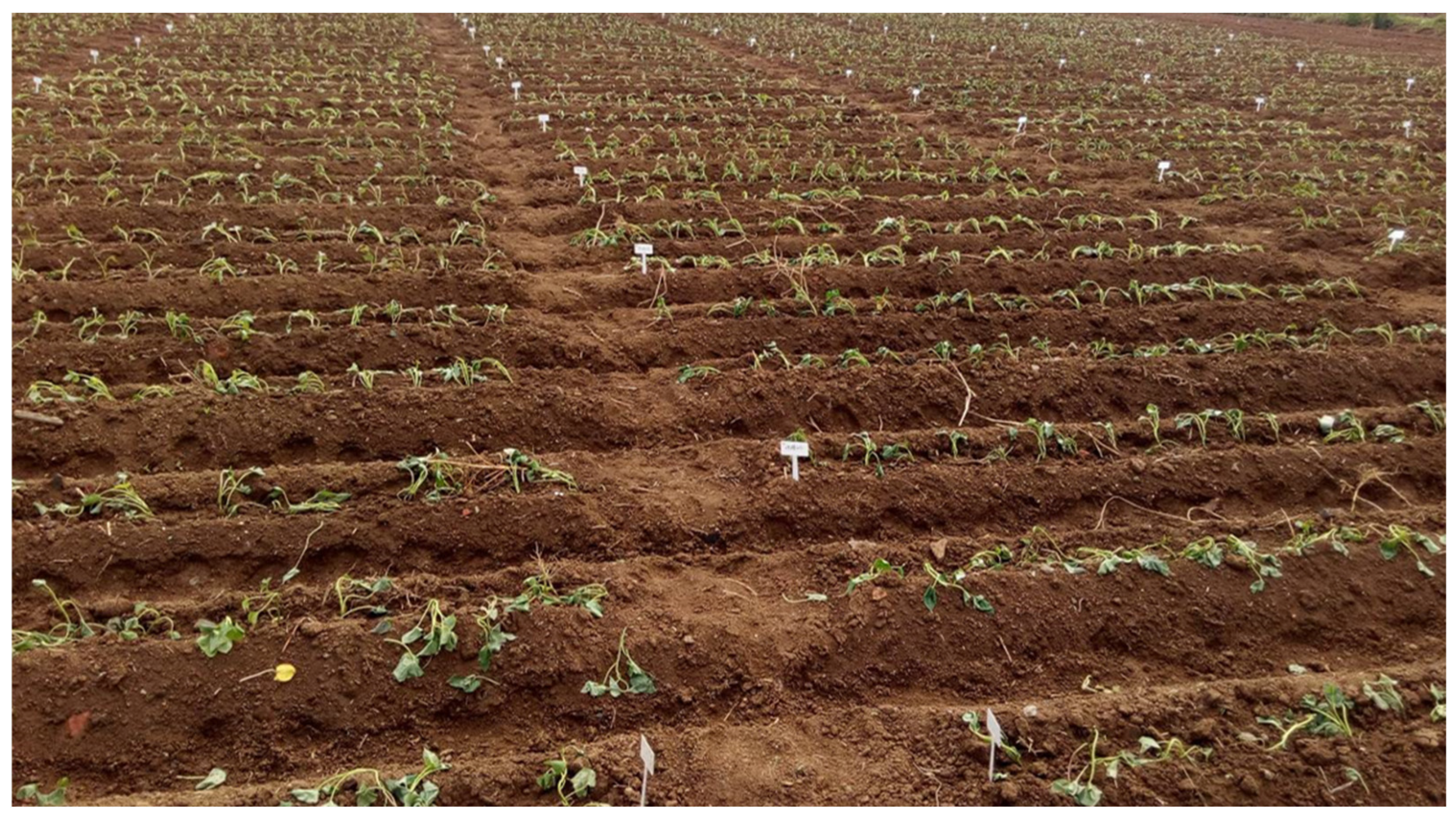 Agriculture 16 01403 g001