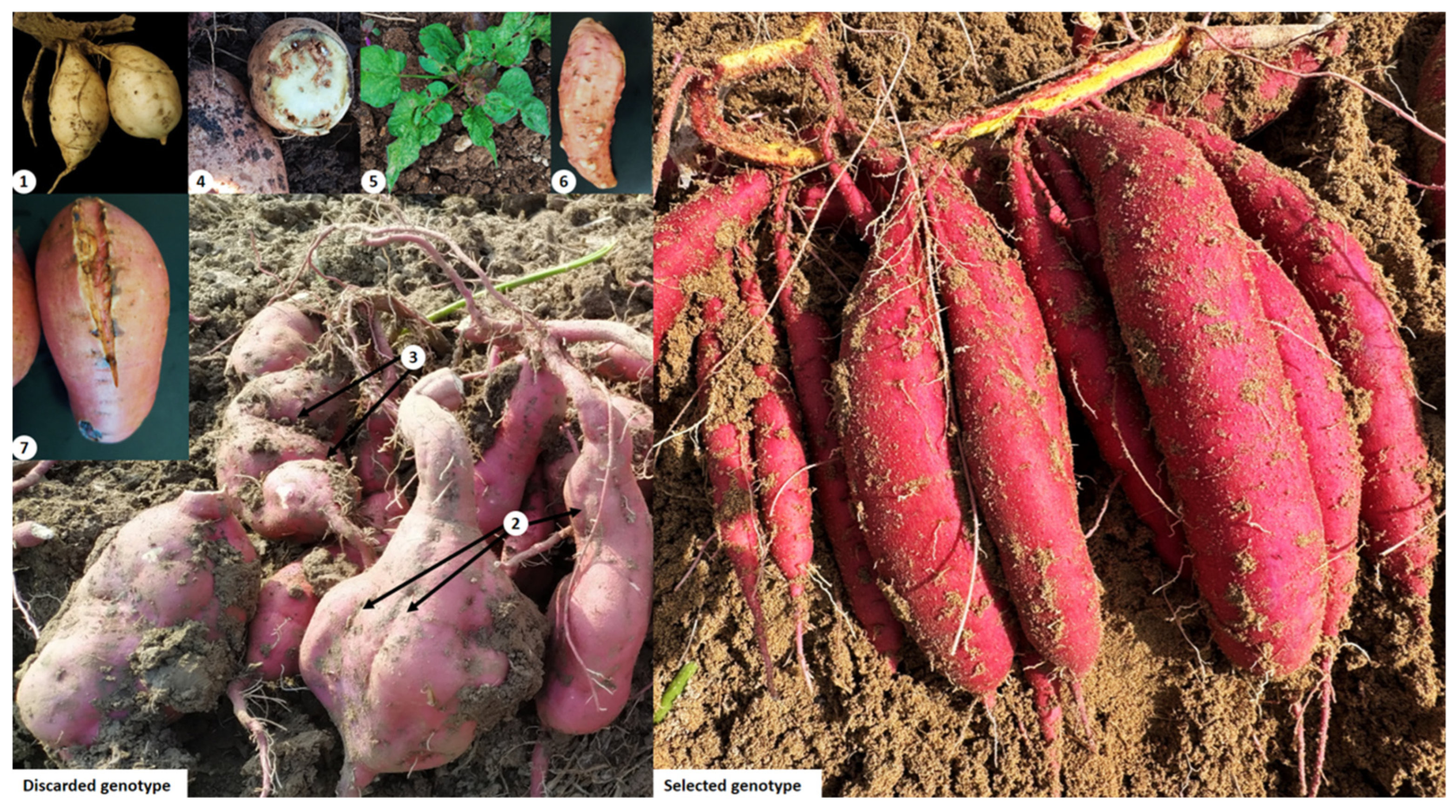 Agriculture 16 01403 g004