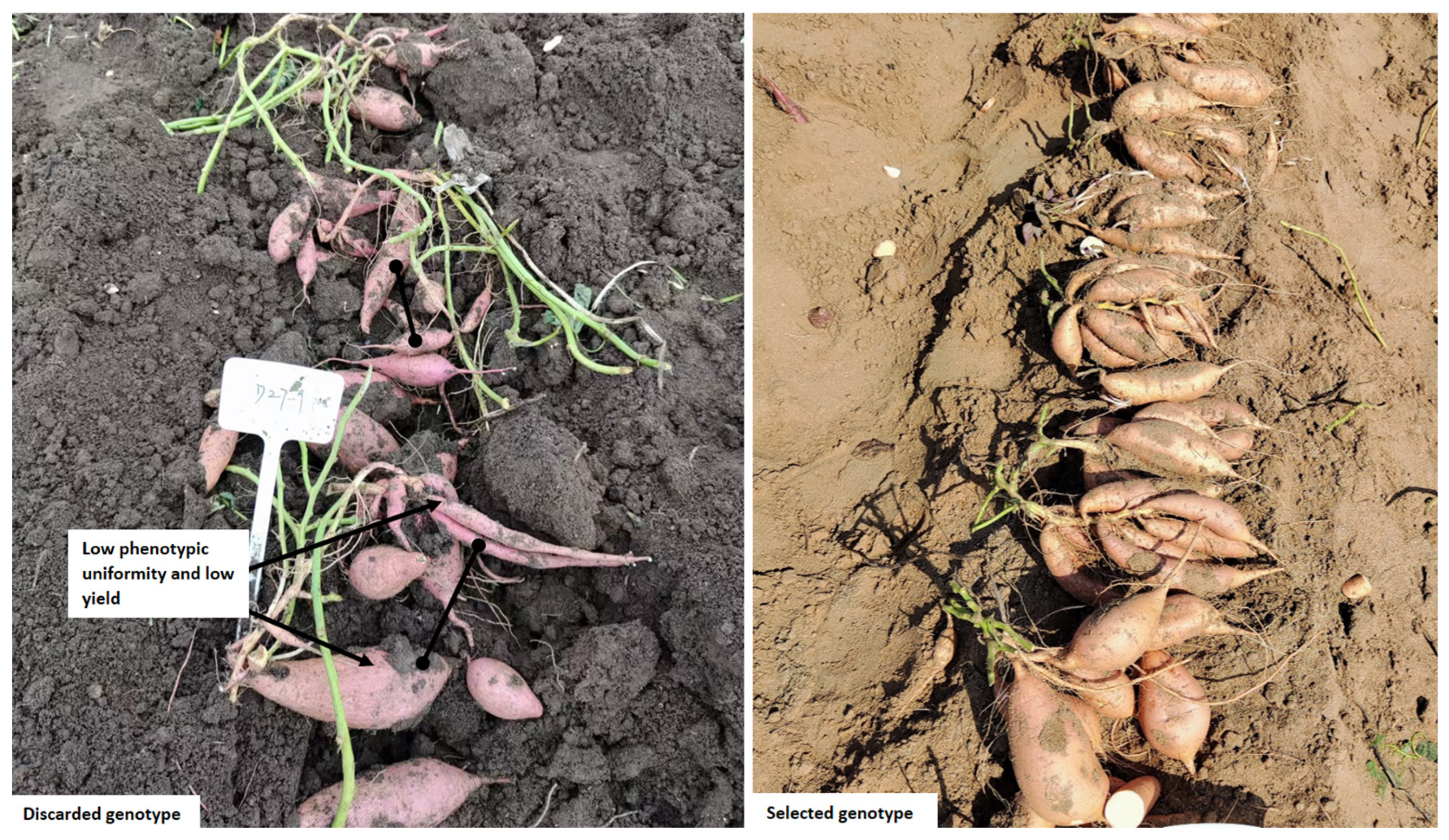 Agriculture 16 01403 g005