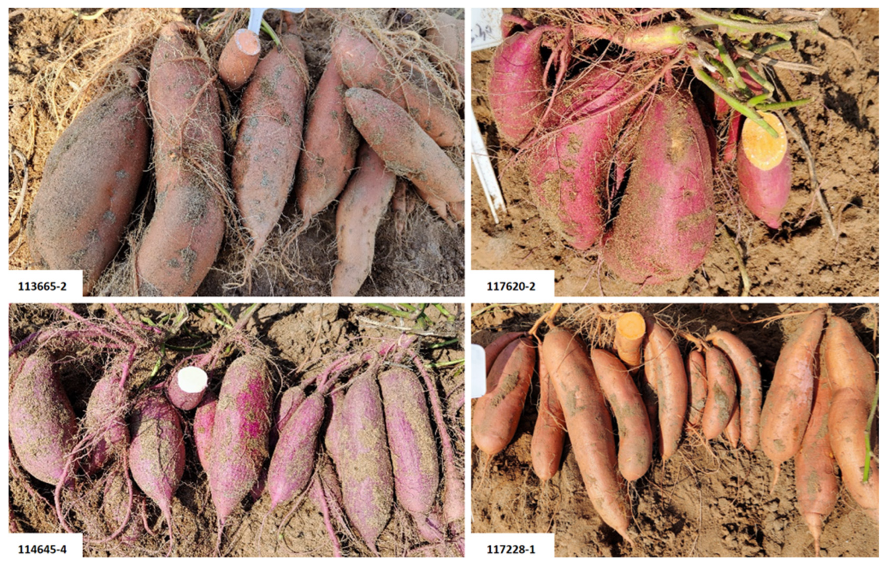 Agriculture 16 01403 g007