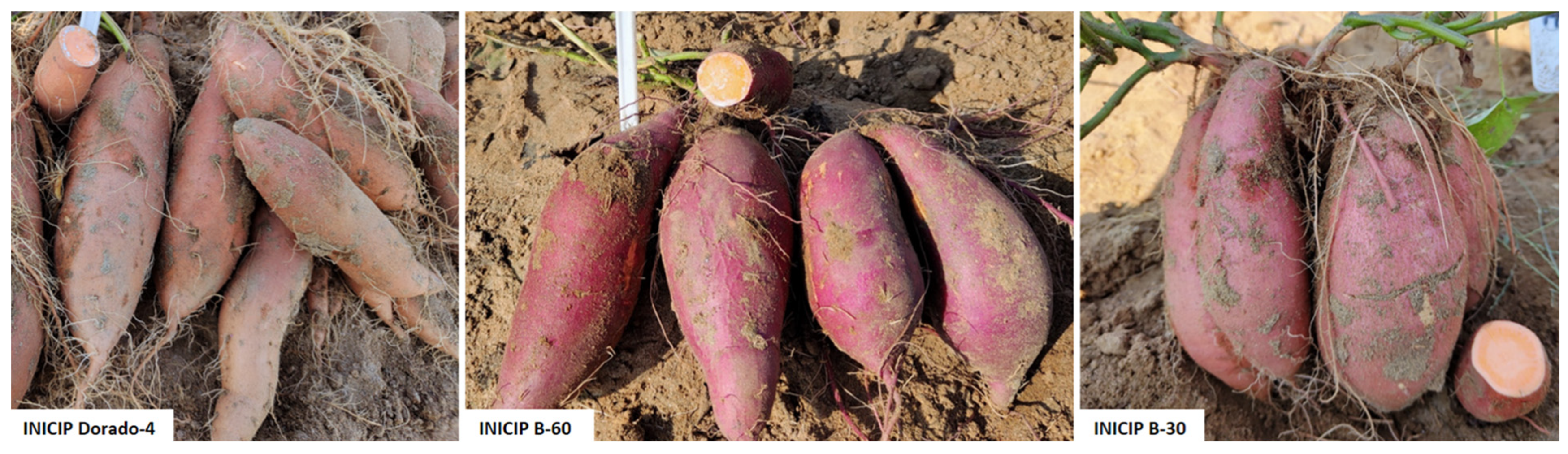 Agriculture 16 01403 g012
