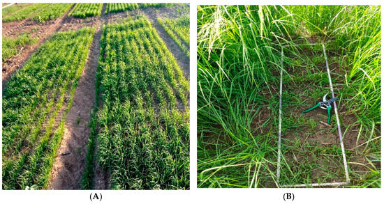 Agriculture 16 01463 g001a Agriculture 16 01463 g001a