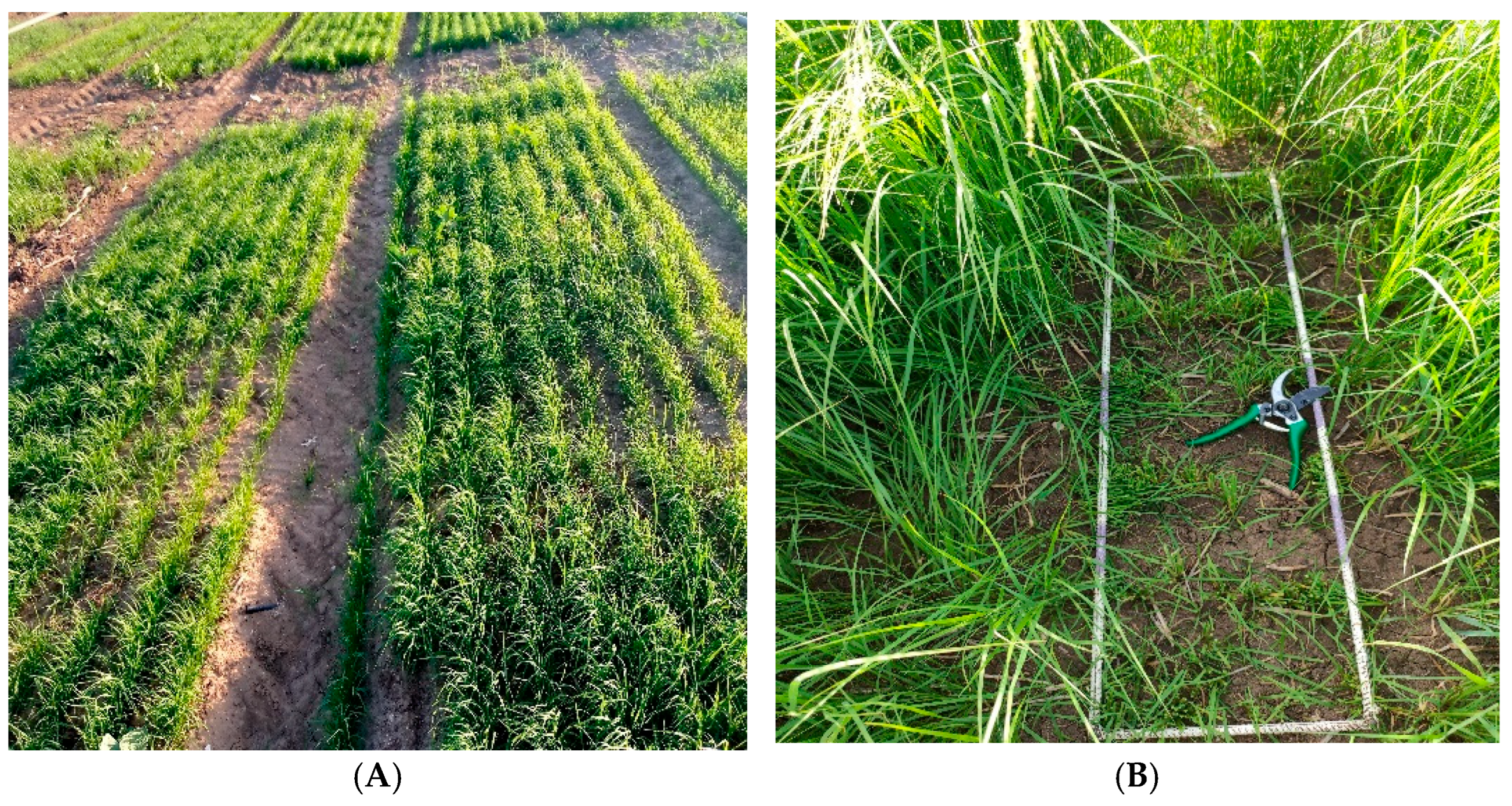 Agriculture 16 01463 g001a Agriculture 16 01463 g001a