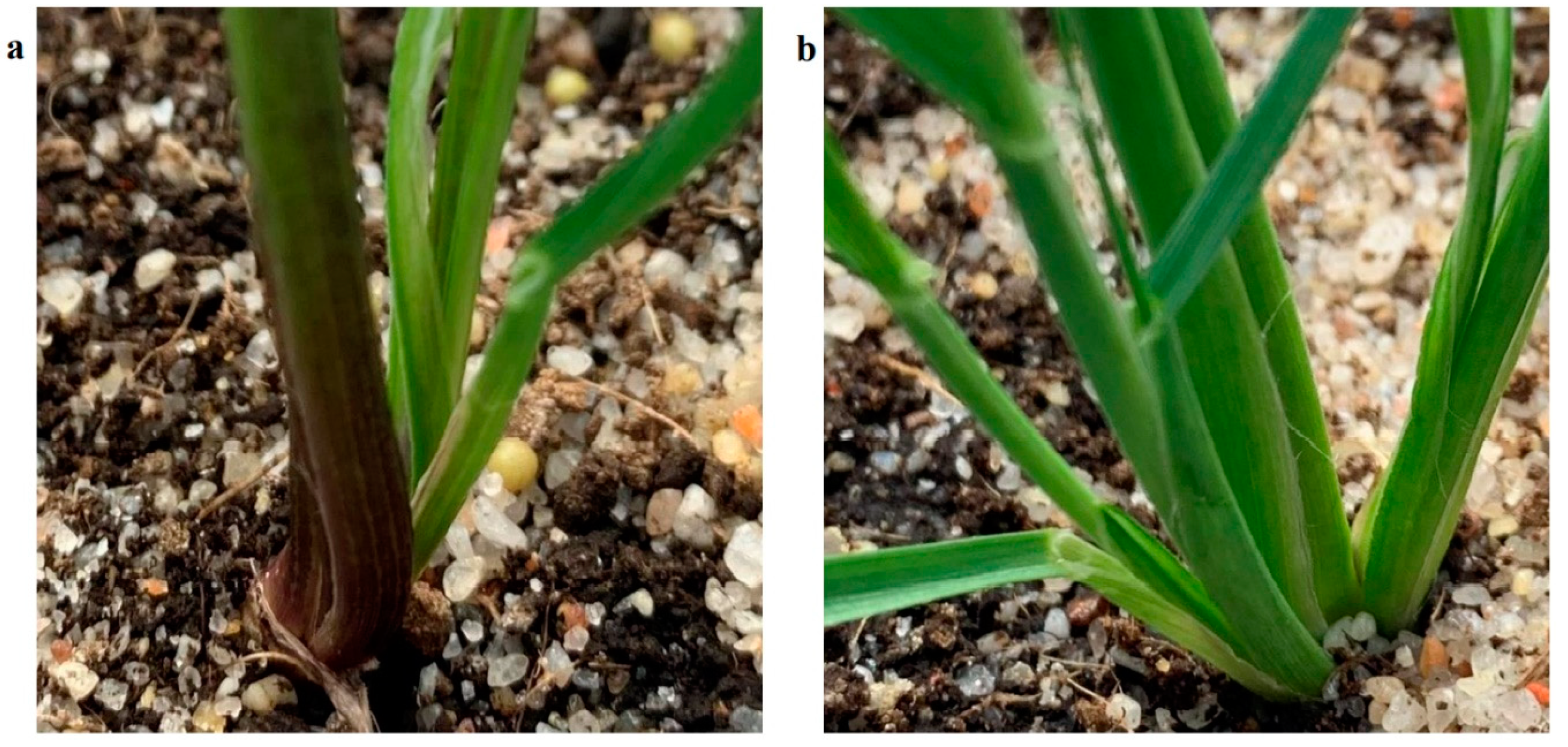 Agriengineering 04 00010 g005