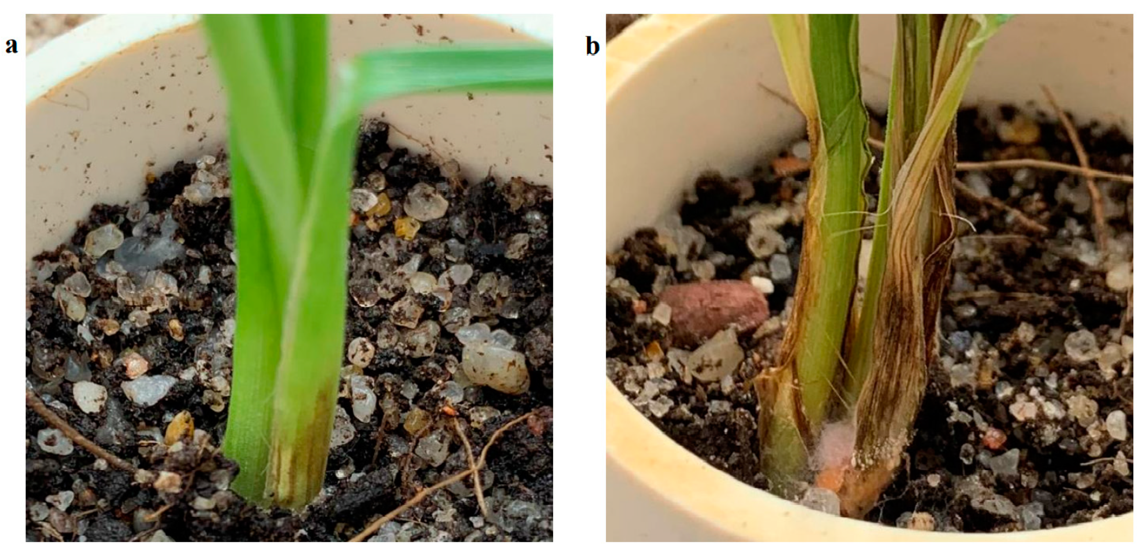 Agriengineering 04 00010 g006