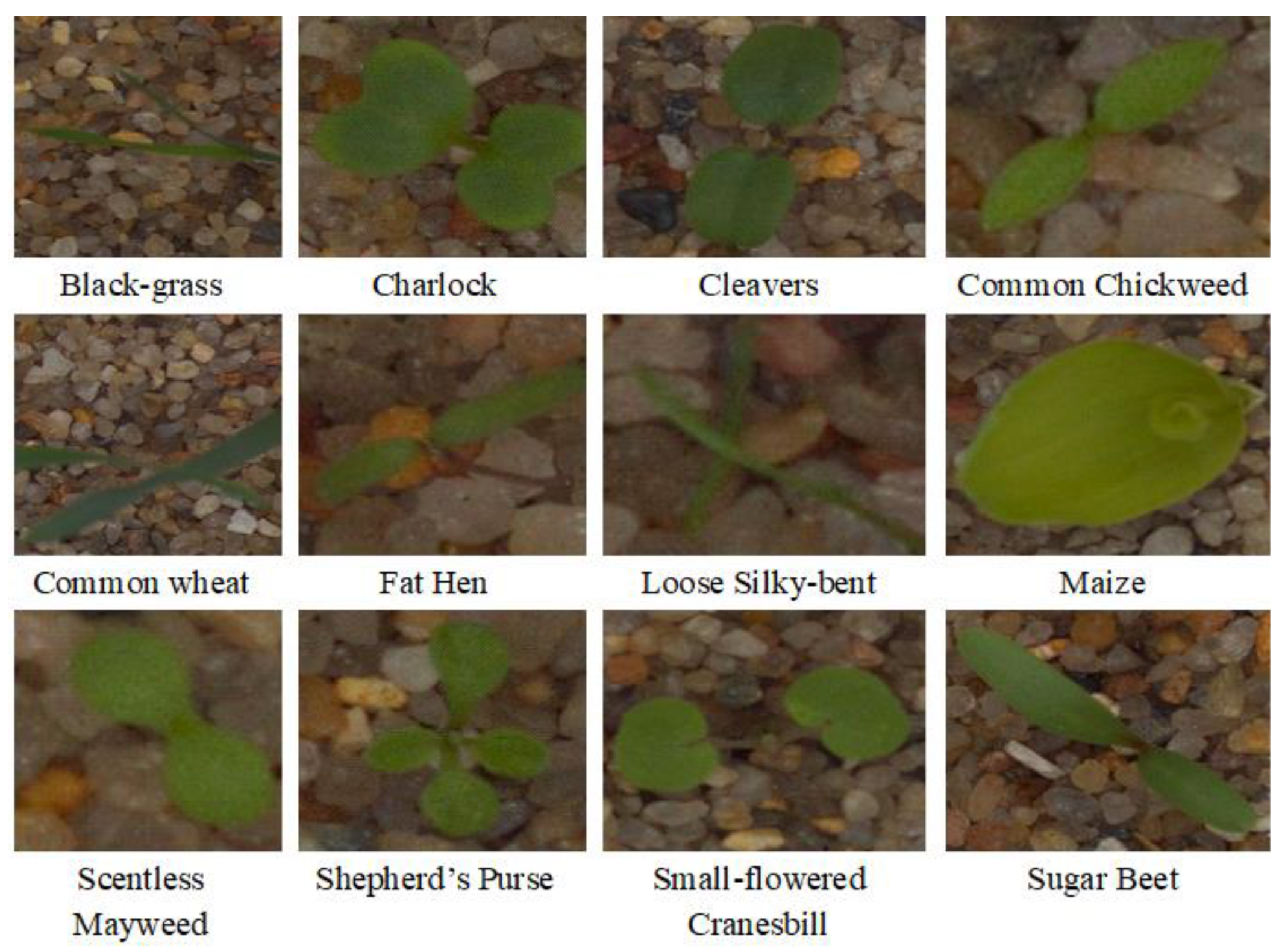 Agriengineering 05 00017 g004