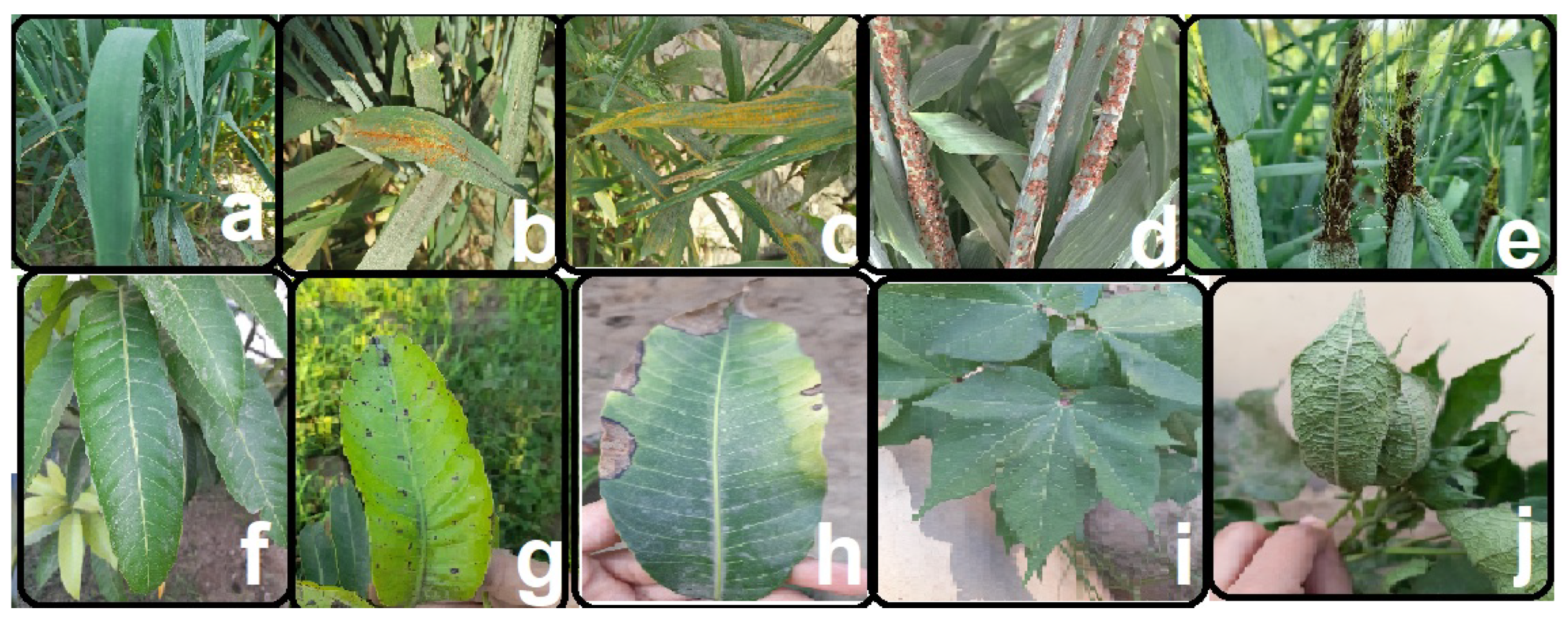 Agriengineering 06 00021 g005