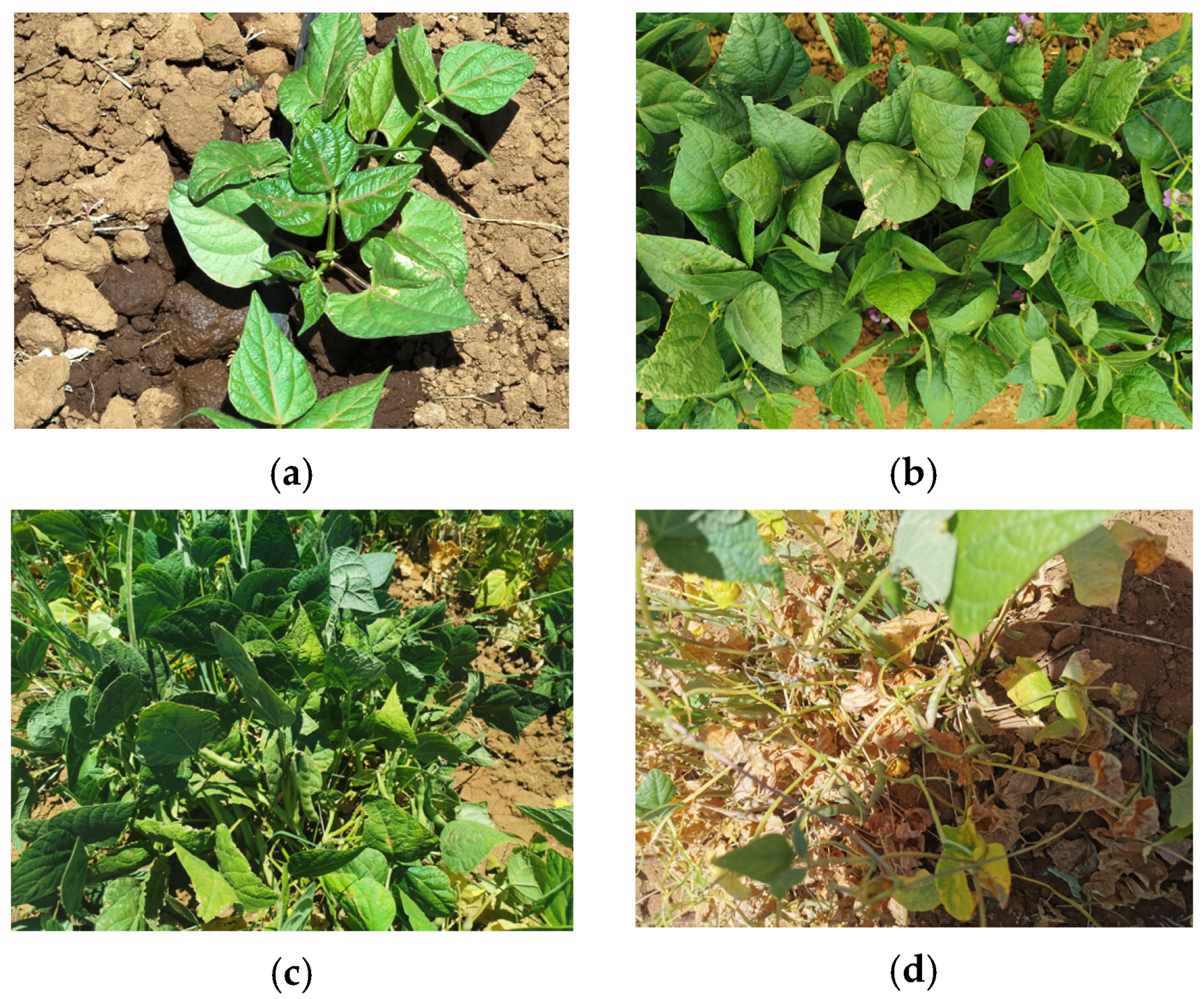 Agriengineering 06 00048 g005