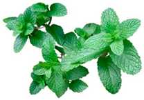 Agriengineering 06 00112 i002