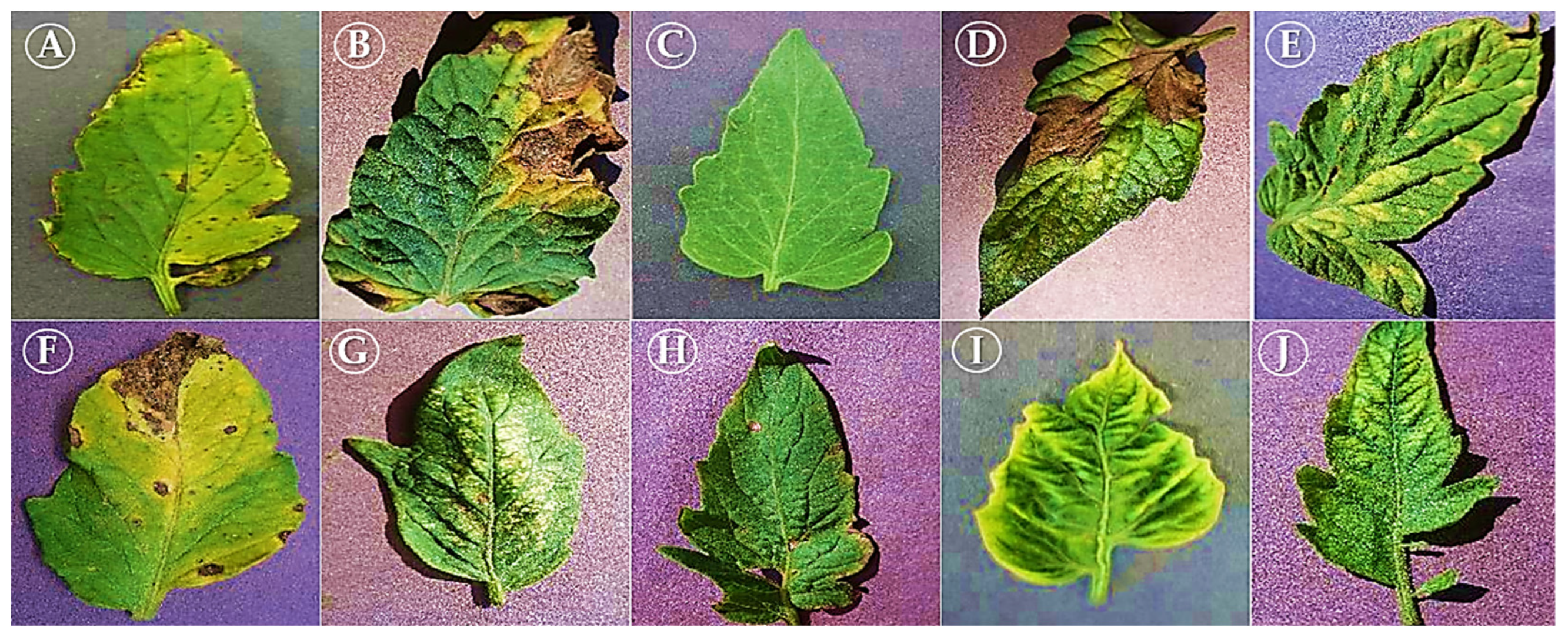 Agriengineering 06 00153 g001