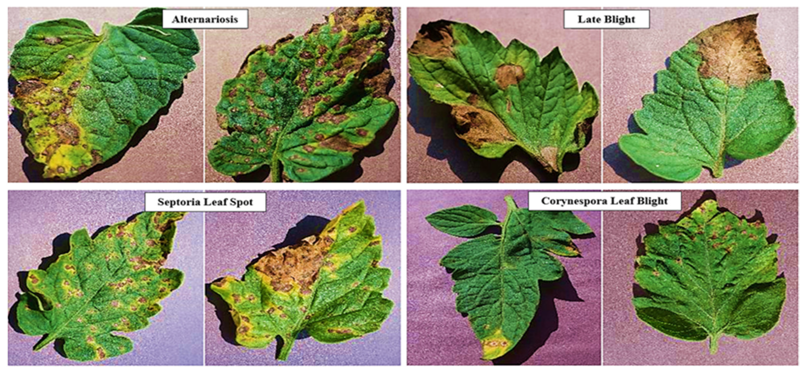 Agriengineering 06 00153 g012