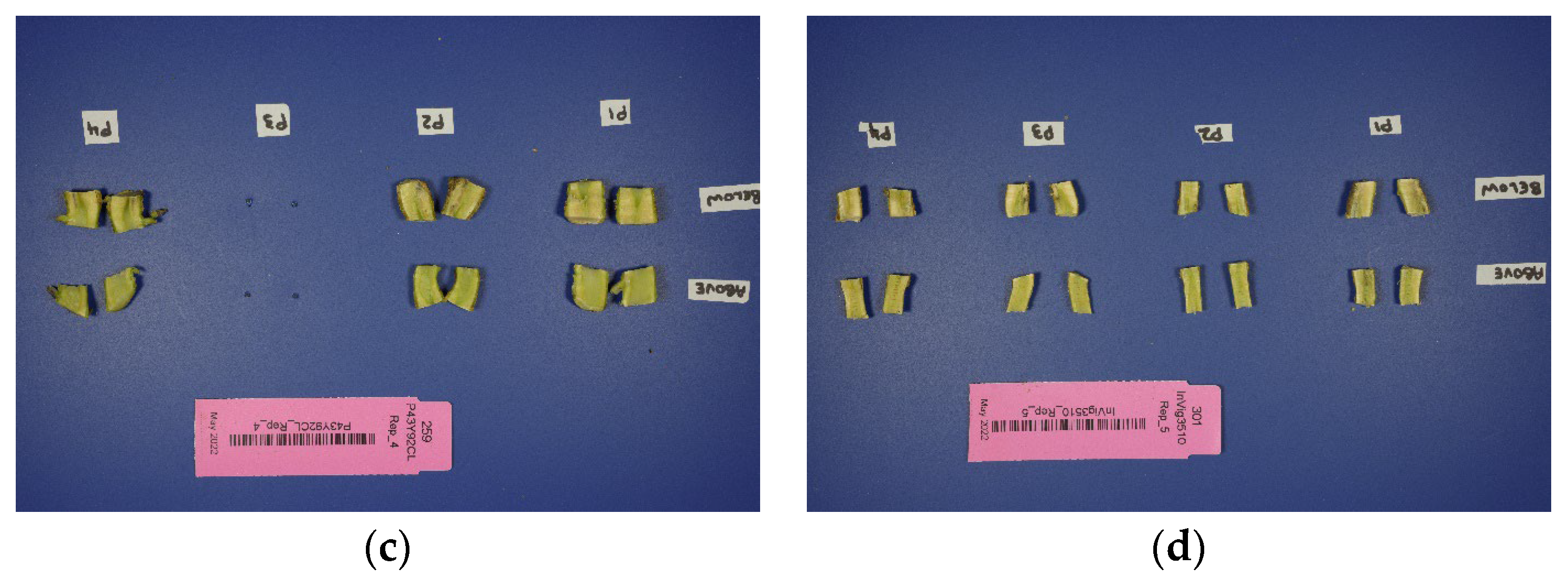 Agriengineering 06 00199 g008b