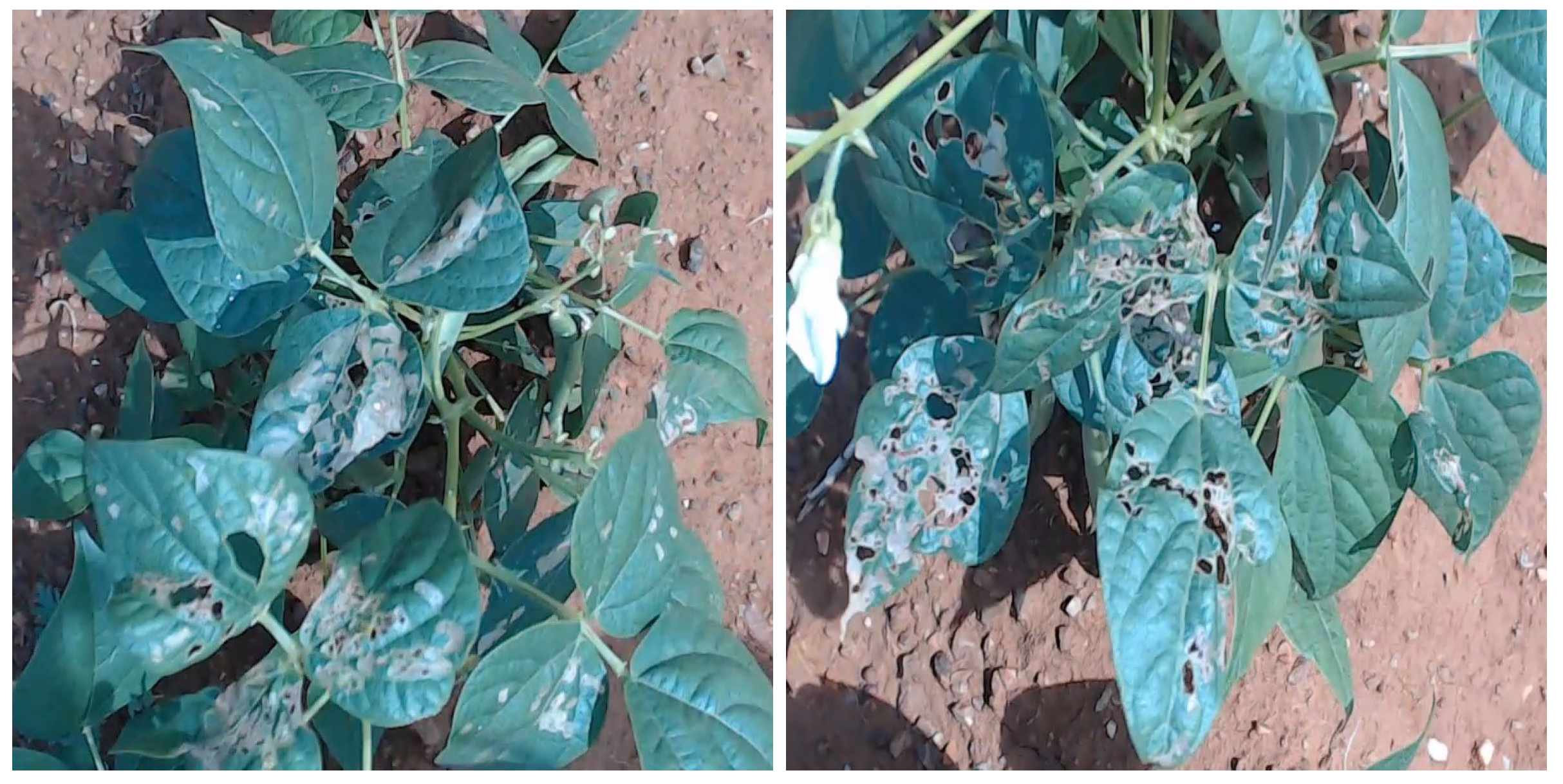 Agriengineering 06 00262 g001