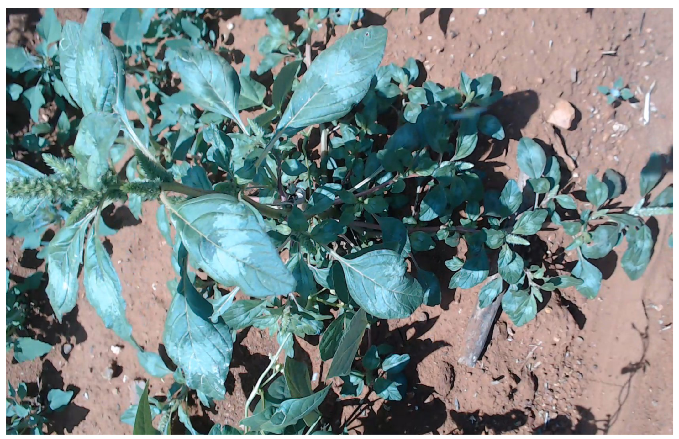 Agriengineering 06 00262 g004